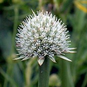 Eryngium_yuccifolium