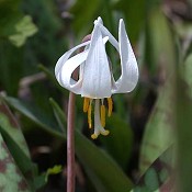 Erythronium_albidum