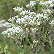 Eupatorium_altissimum