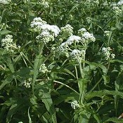 Eupatorium_perfoliatum