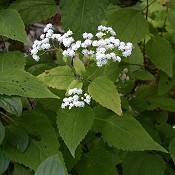 Eupatorium_rugosum