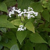 Eupatorium_rugosum