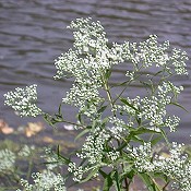 Eupatorium_serotinum