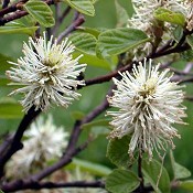 Fothergilla_major