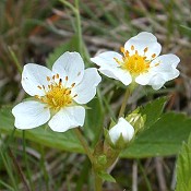 Fragaria_virginiana