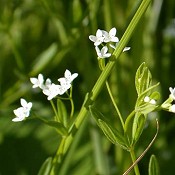 Galium_obtusum