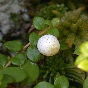 Gaultheria_hispidula