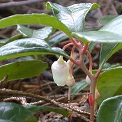 Gaultheria_procumbens