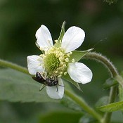 Geum_canadense