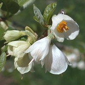 Halesia_tetraptera