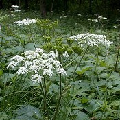 Heracleum_maximum