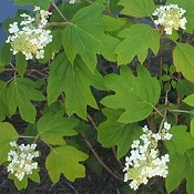 Hydrangea_quercifolia