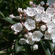 Kalmia_latifolia