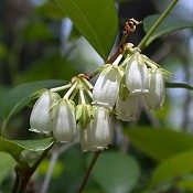 Leucothoe_racemosa