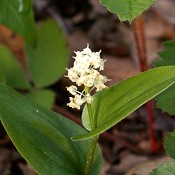 Maianthemum_canadense