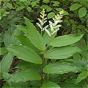 Maianthemum_racemosa