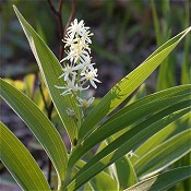 Maianthemum_stellatum