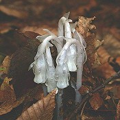 Monotropa_uniflora