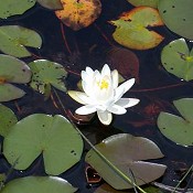 Nymphaea_odorata