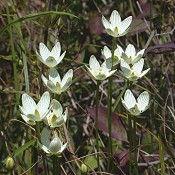 Parnassia_glauca