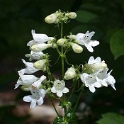 Penstemon_digitalis