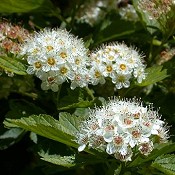 Physocarpus_opulifolius