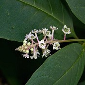 Phytolacca_americana