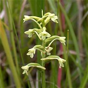 Platanthera_clavellata