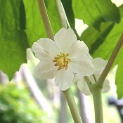 Podophyllum_peltatum