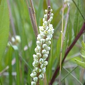 Polygala_senega