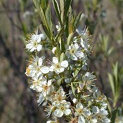 Prunus_pumila