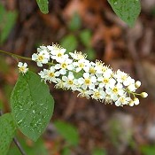 Prunus_virginiana