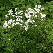 Pycnanthemum_tenuifolium