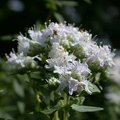 Pycnanthemum_virginianum