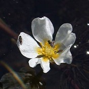 Ranunculus_longirostris