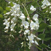 Robinia_pseudoacacia