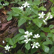 Rubus_hispidus