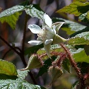 Rubus_idaeus