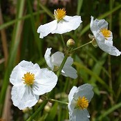 Sagittaria_latifolia