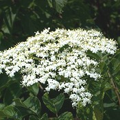 Sambucus_canadensis