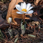 Sanguinaria_canadensis