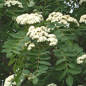 Sorbus_decora