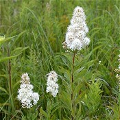 Spiraea_alba