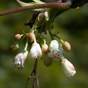 Staphylea_trifolia