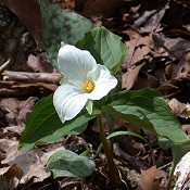 Trillium_grandiflorum