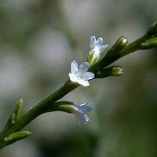 Verbena_urticifolia