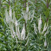 Veronicastrum_virginicum