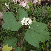 Viburnum_acerifolium