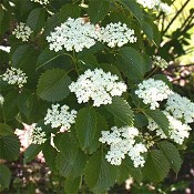 Viburnum_dentatum