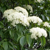 Viburnum_lentago